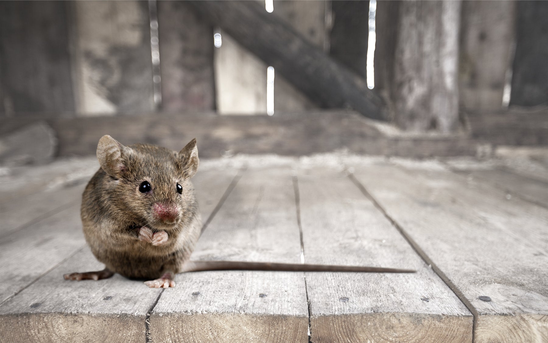 Hausmaus bekämpfen