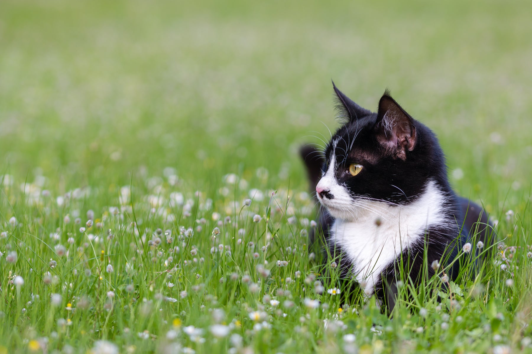 Ohrmilben bei Katzen schnell erkennen und richtig behandeln