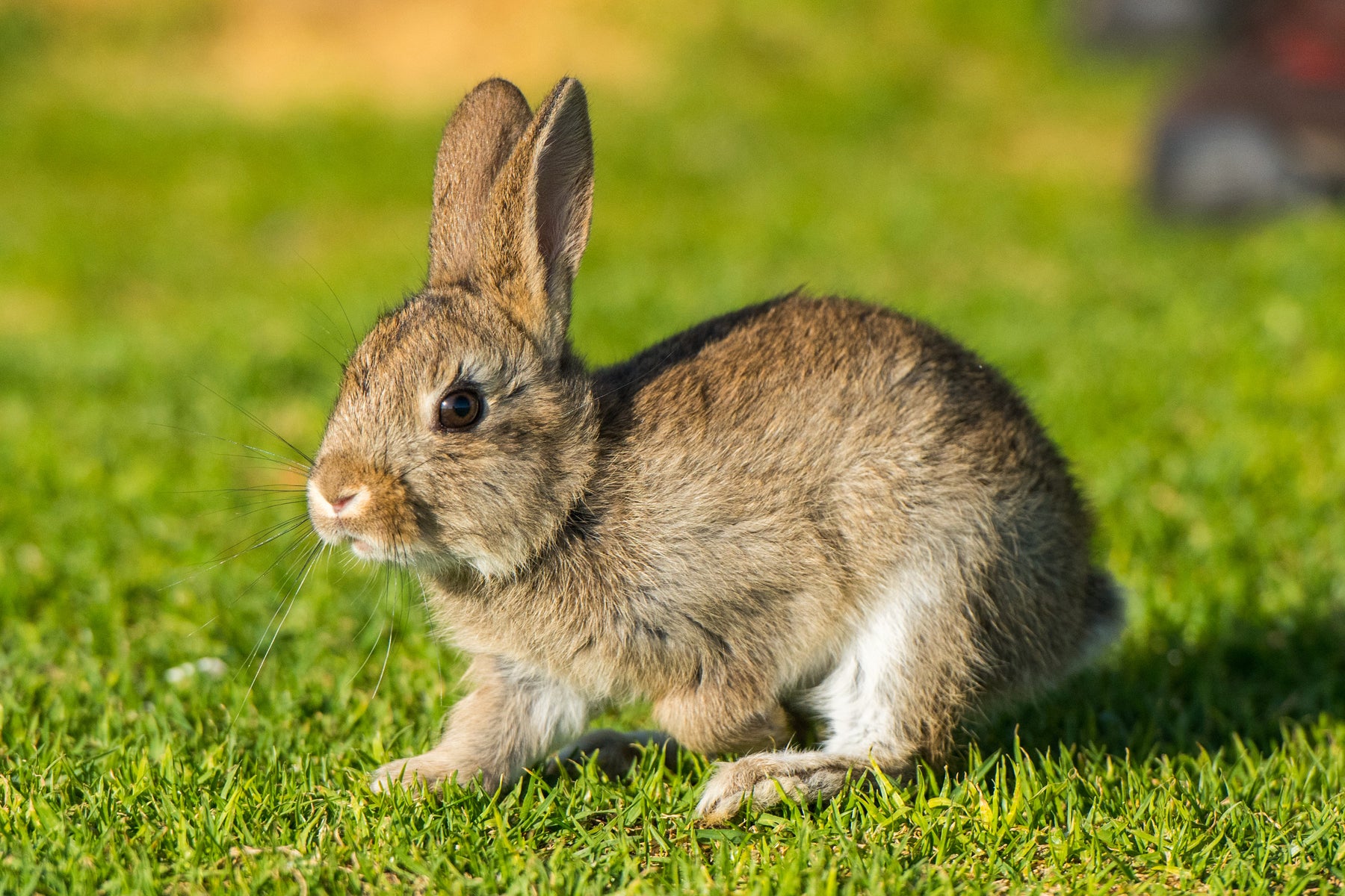 Milben bei Kaninchen