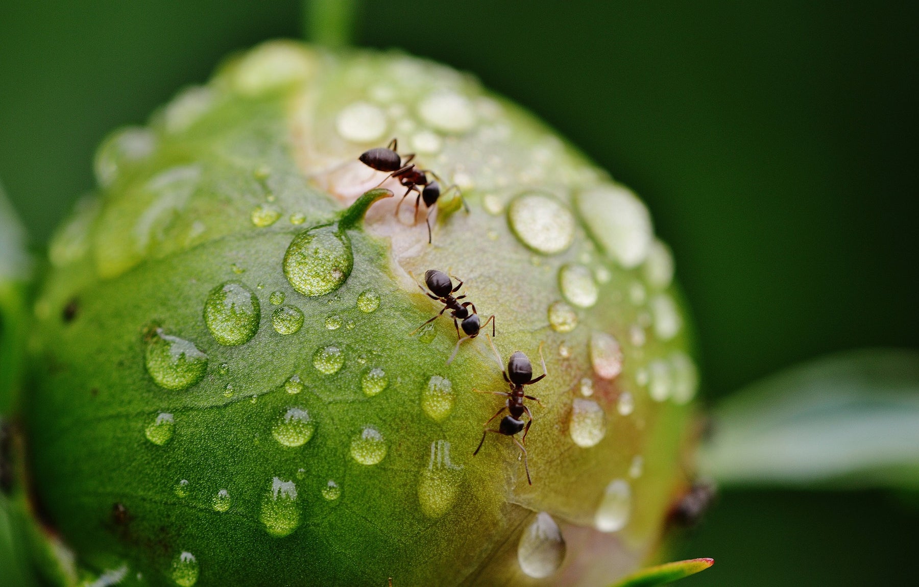 Ameisen in Haus und Garten erfolgreich abwehren
