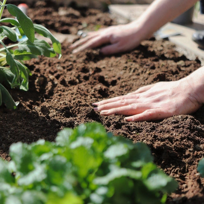 Dickmaulrüssler bekämpfen_Gärtner im Garten