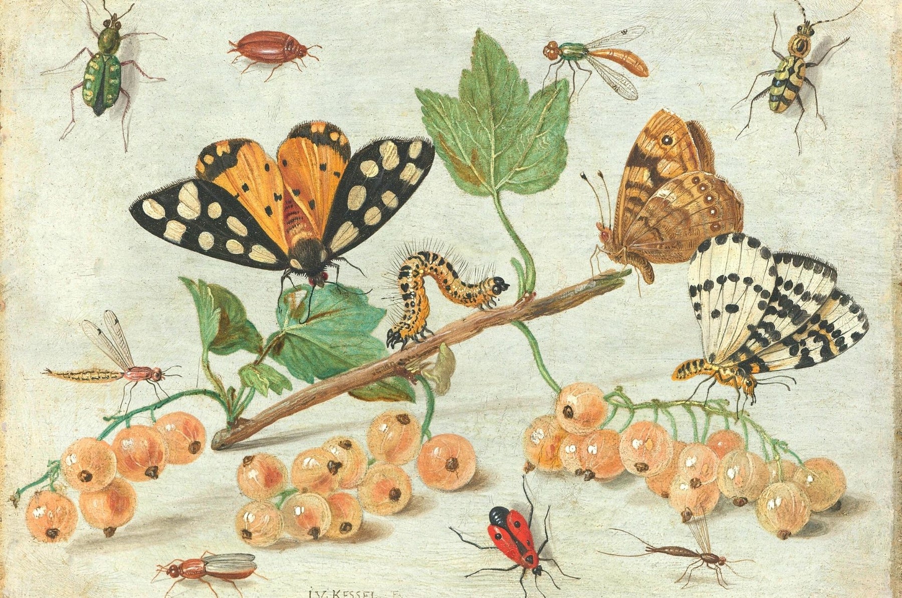 Insekten bestimmen – diese Merkmale helfen bei der Identifikation!