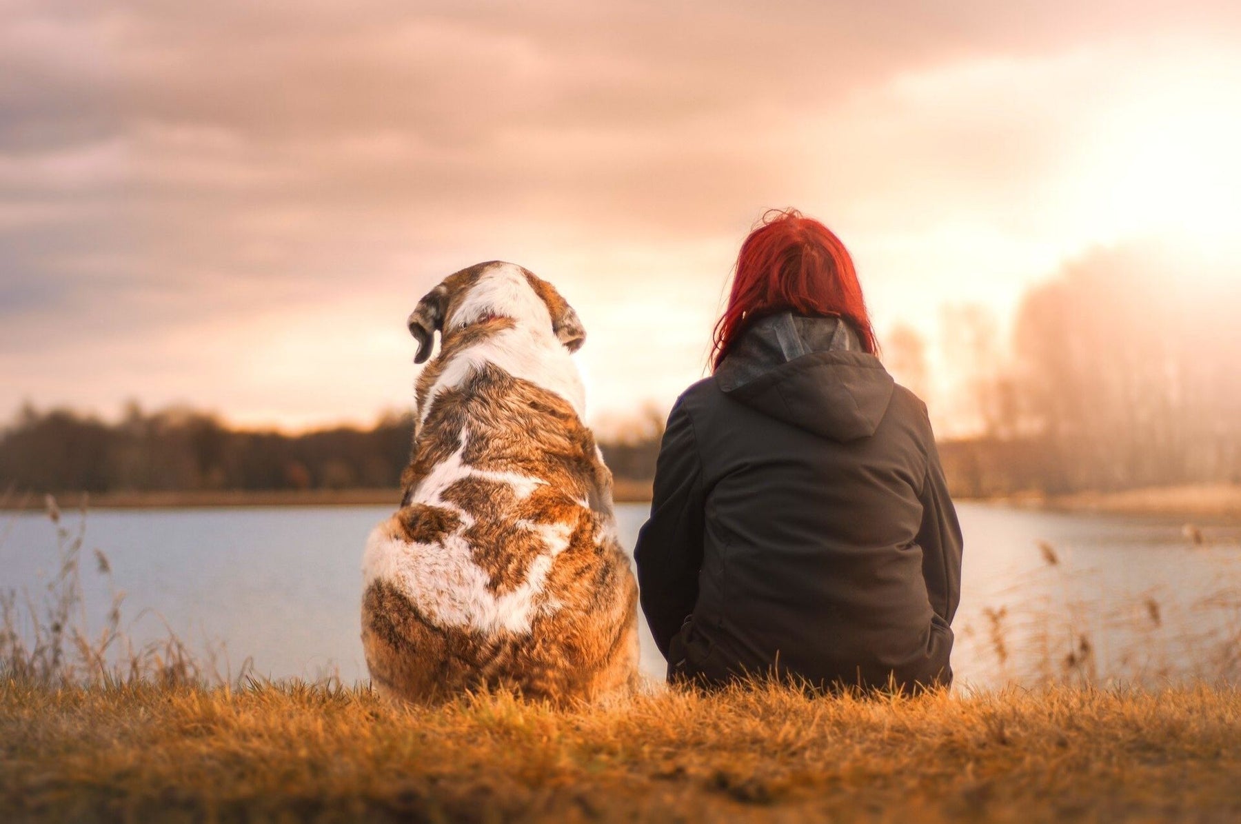 Juckreiz bei Hunden – wie viel Kratzen ist normal?