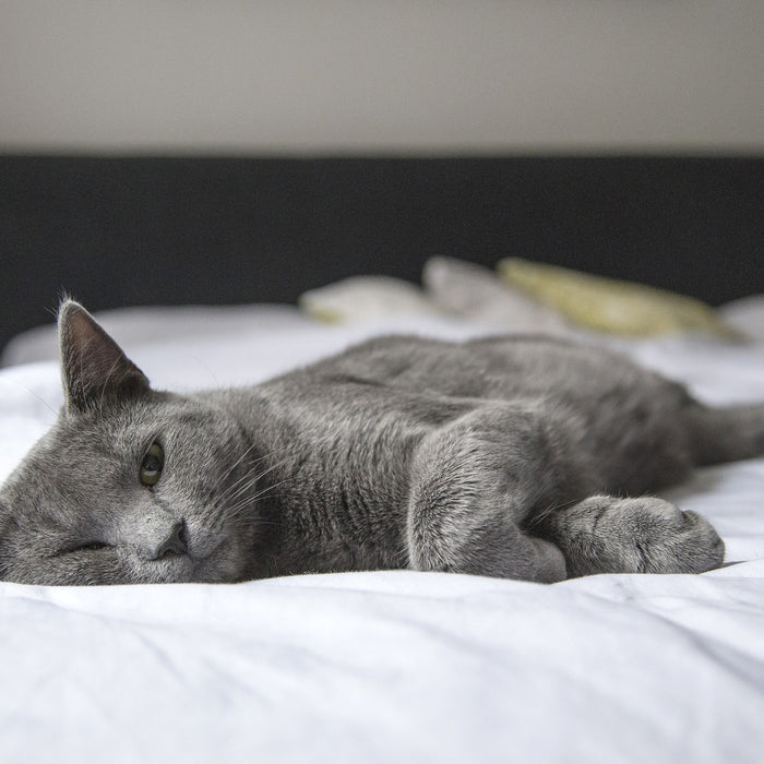 Katze liegt auf einem Bett