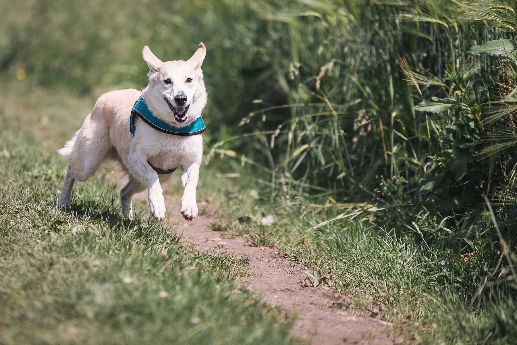 Milben bei Hunden - das sollten Sie wissen