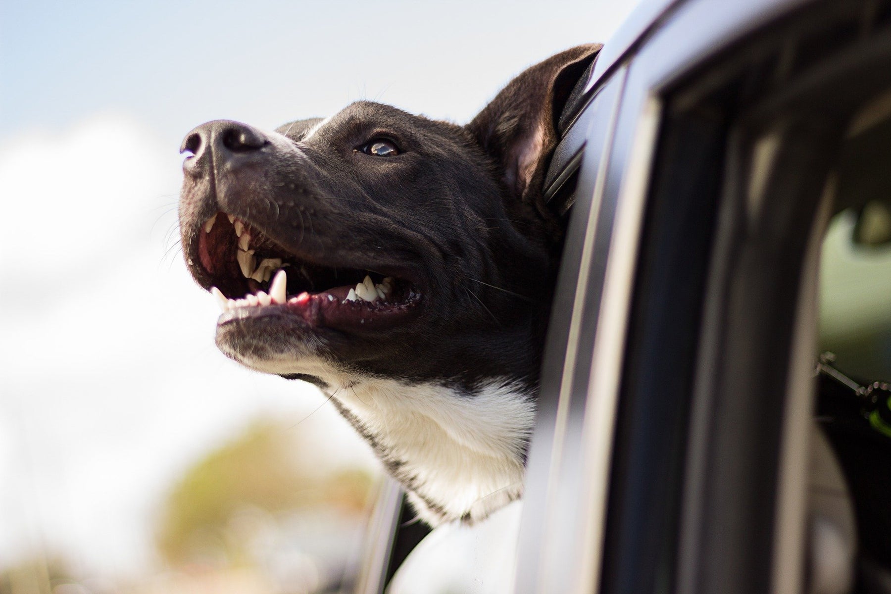Milben beim Hund - erkennen und richtig behandeln