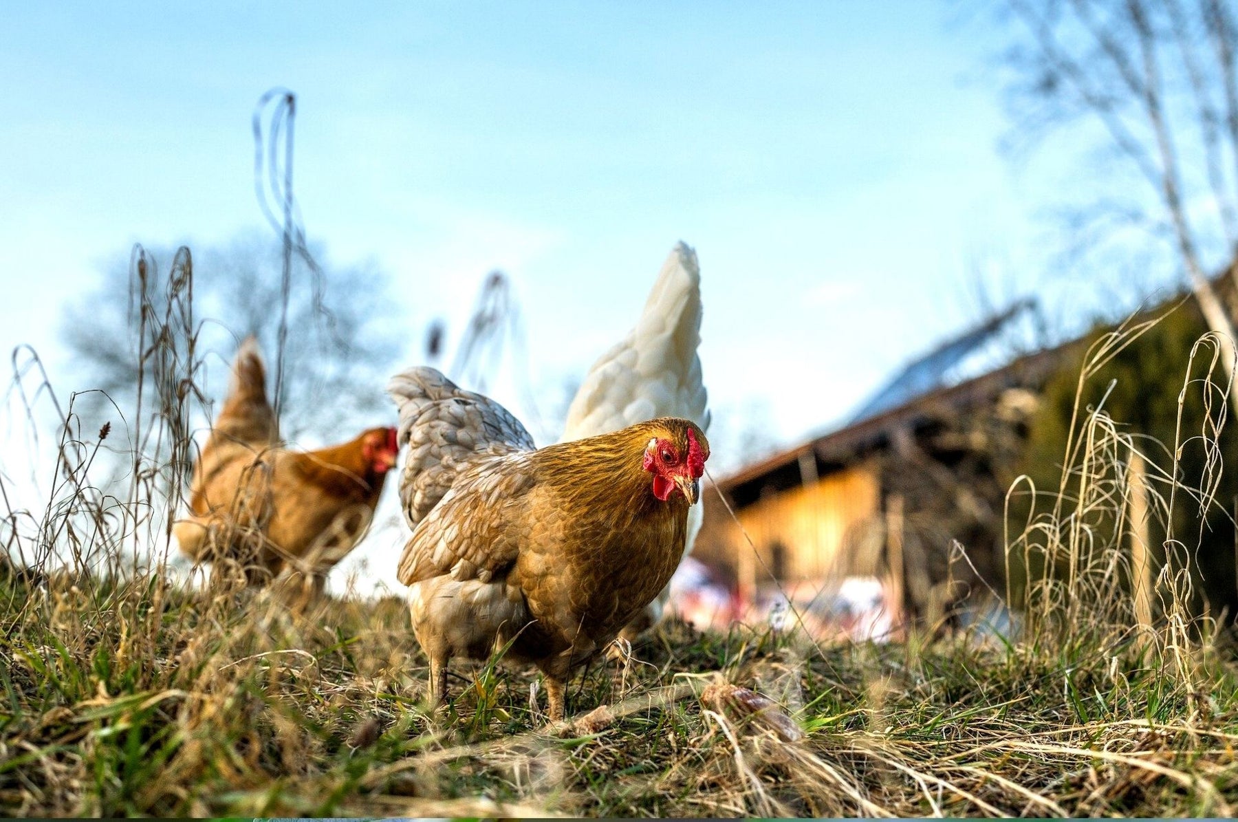 Rote Vogelmilbe bekämpfen - Hühner sind oft betroffen!