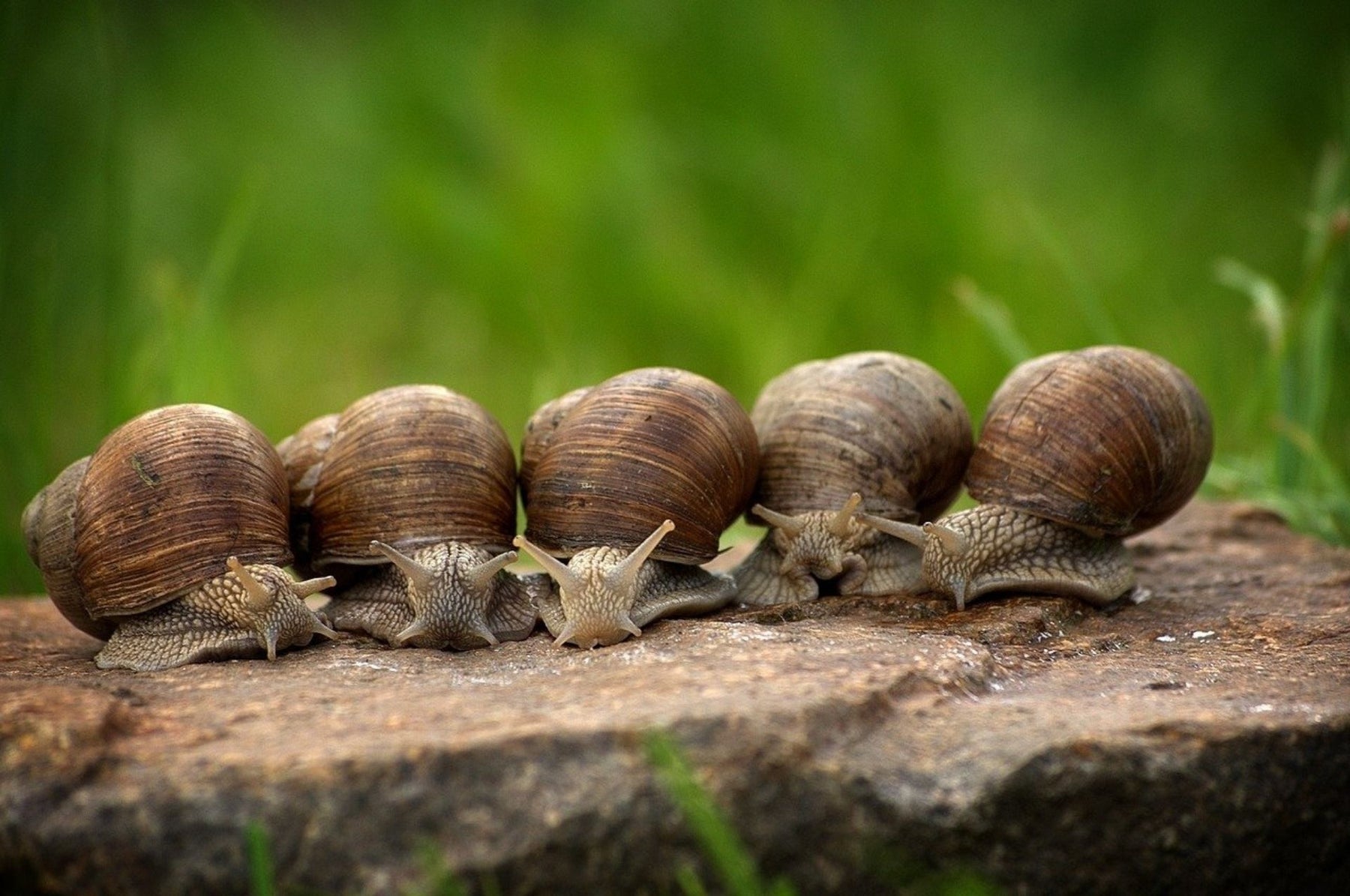 Schnecken im Garten - so wird man die lästigen Tierchen los!
