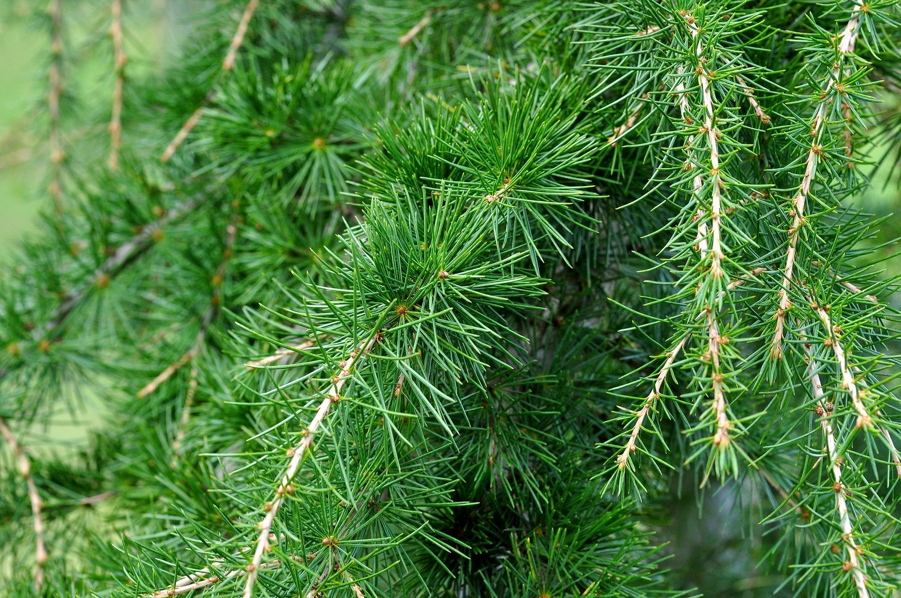Zedernholz gegen Motten - warum die Natur manchmal am besten ist