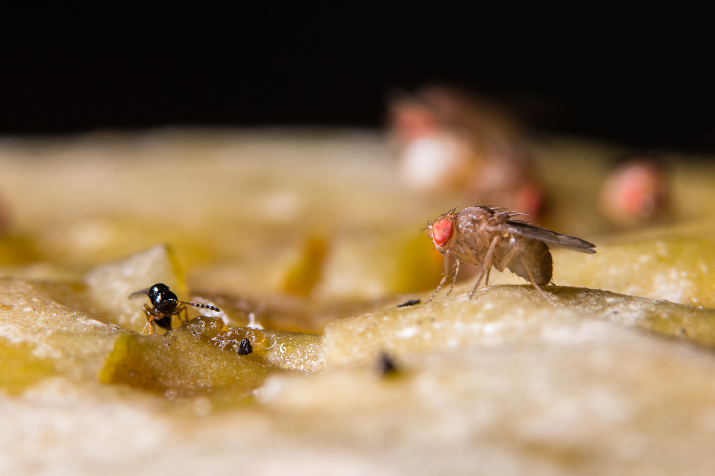 Effektive Obstfliegenfalle: So wirst du Obstfliegen endgültig los