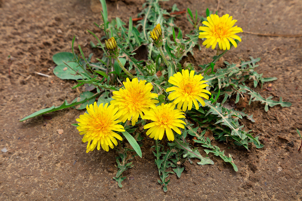 Großflächig Unkraut entfernen: Die besten Tipps für einen unkrautfreien Garten