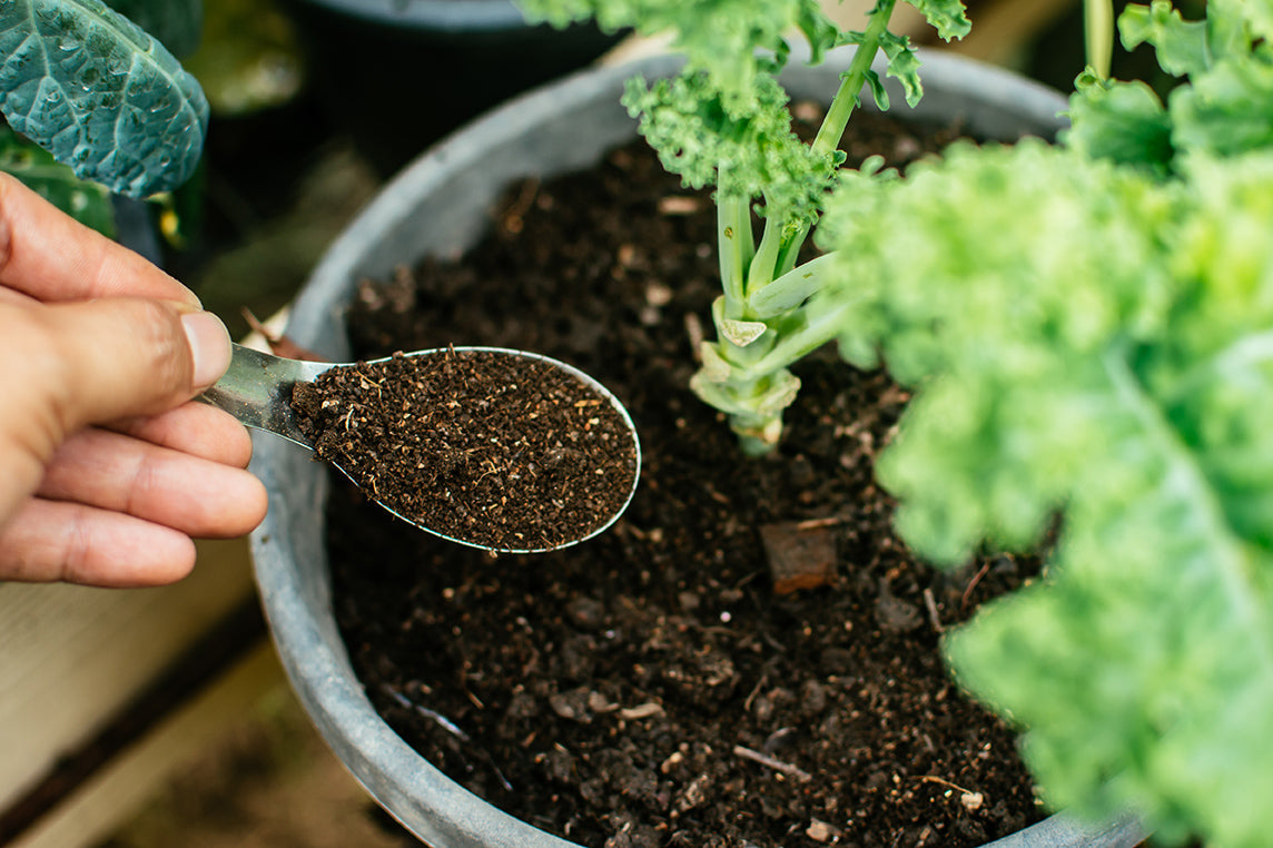 Algenkalk Anwendung: Die beste Pflege für deinen Gartenboden