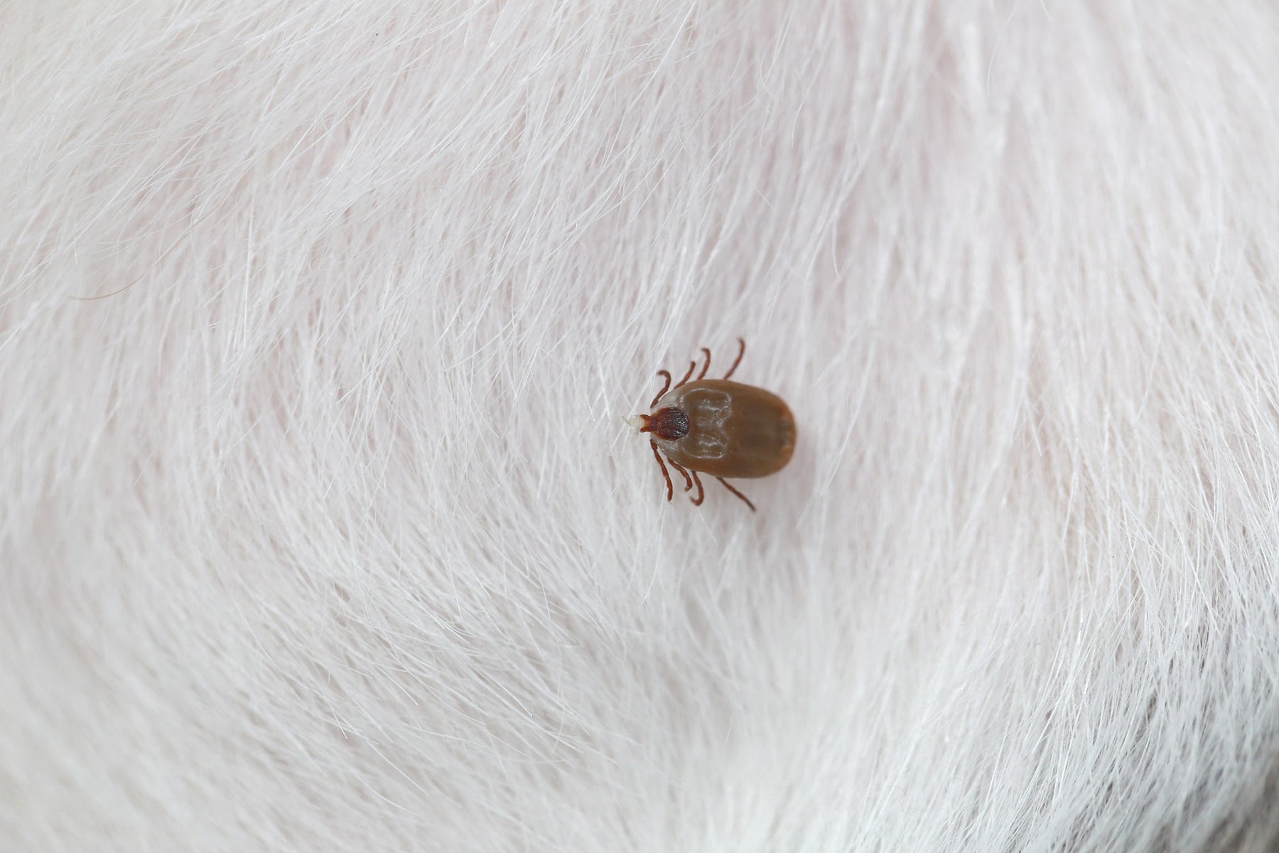 Hund Floh- und Zeckenschutz: Die besten Mittel für dein Haustier
