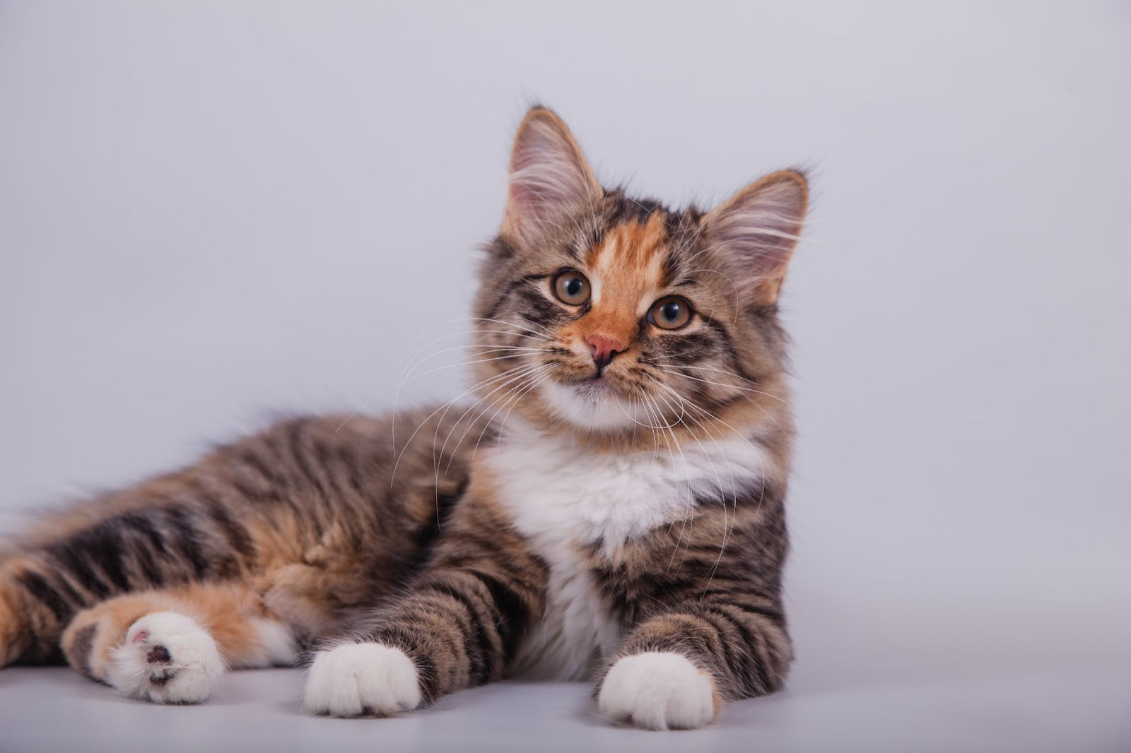 Vitamin B12 für Katzen: Alles, was du wissen musst