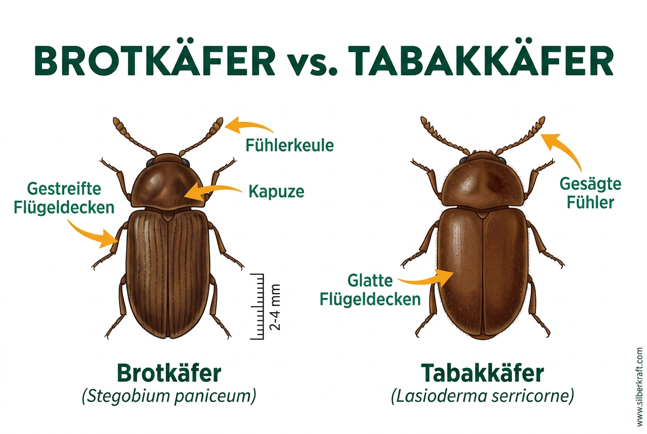 Brotkäfer erkennen Bilder: So identifizieren und bekämpfen Sie den Schädling sicher