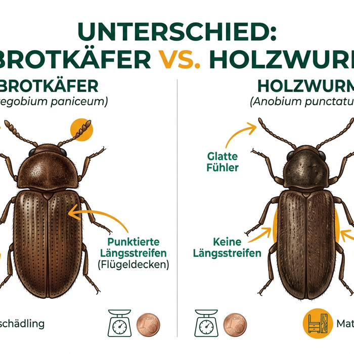 brotkäfer oder holzwurm unterschied — Bild 1