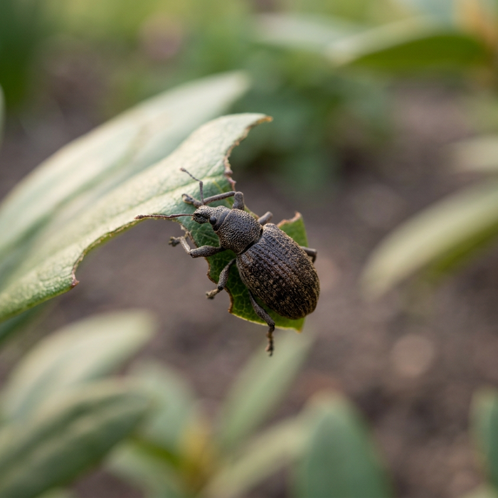 Dickmaulrüssler käfer bekämpfen: Der ultimative Ratgeber für Gartenfreunde