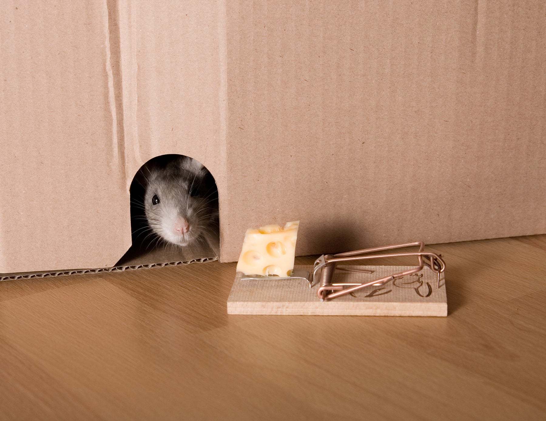 Nutze eine Ratten Schlagfalle, um Rattenbefall zu bekämpfen!
