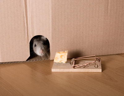 Nutze eine Ratten Schlagfalle, um Rattenbefall zu bekämpfen!