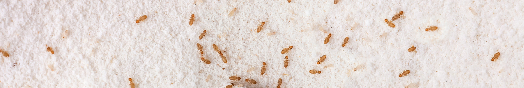 Staubläuse bekämpfen: Ursachen, Erkennung und wirksame Methoden