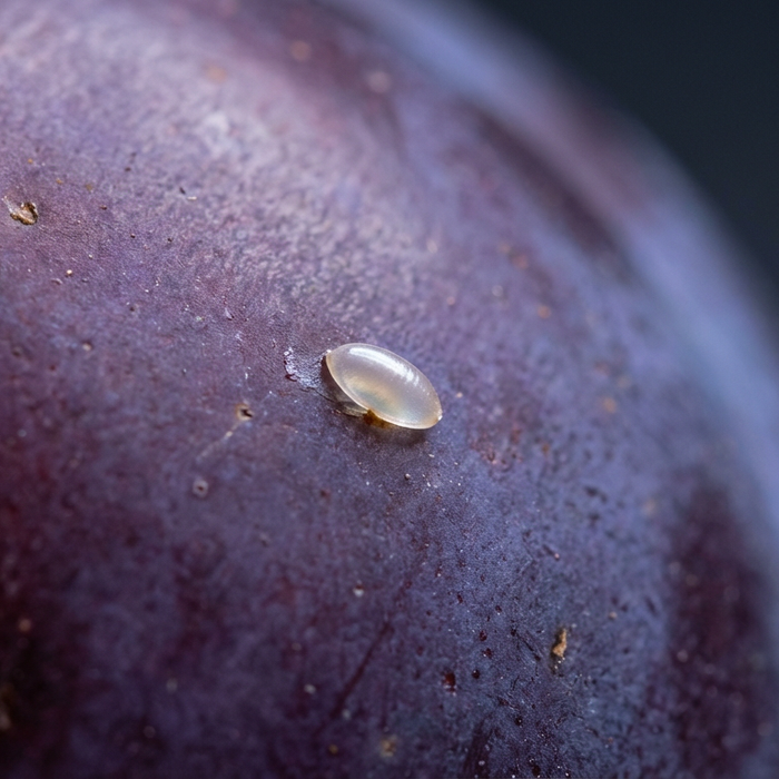 Pflaumenwickler Eier: Erkennen, Überwachen und Biologisch Bekämpfen