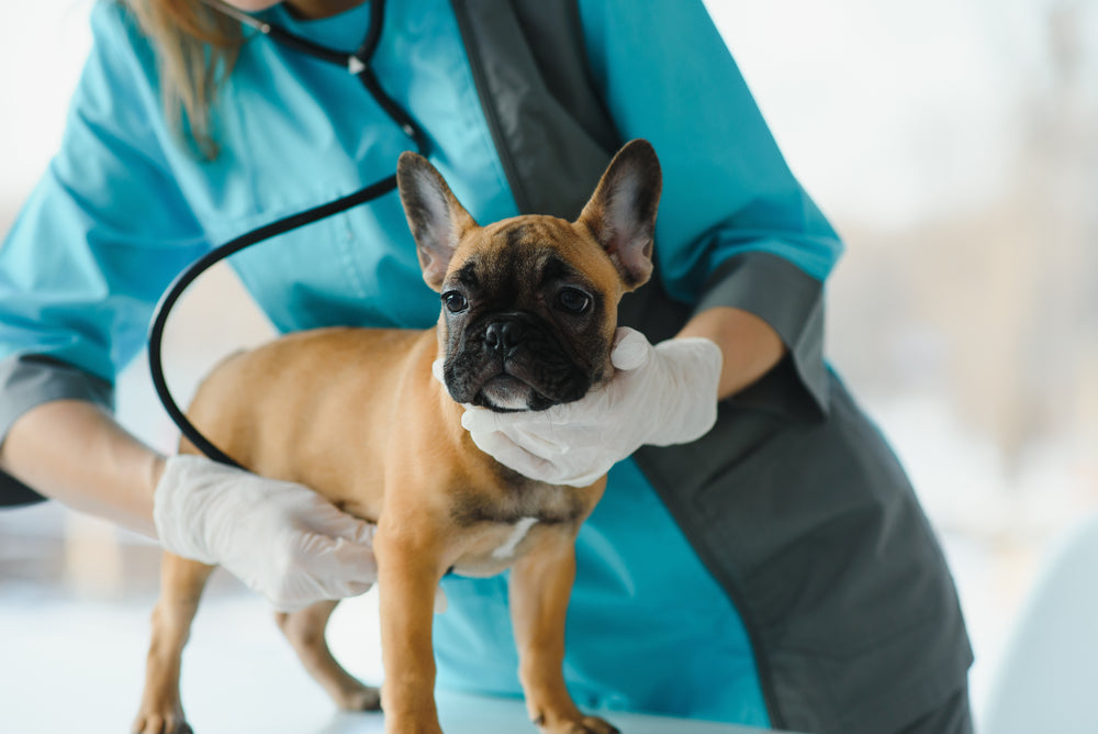 Giardien Behandlung Hund – Alles, was du wissen musst
