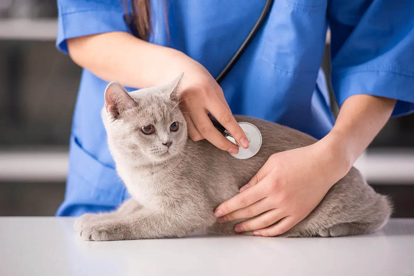 Katze Giardien Symptome: Die 6 häufigsten Anzeichen & die beste Behandlung