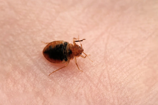 Bed bug Cimex lectularius auf der menschlichen Haut.