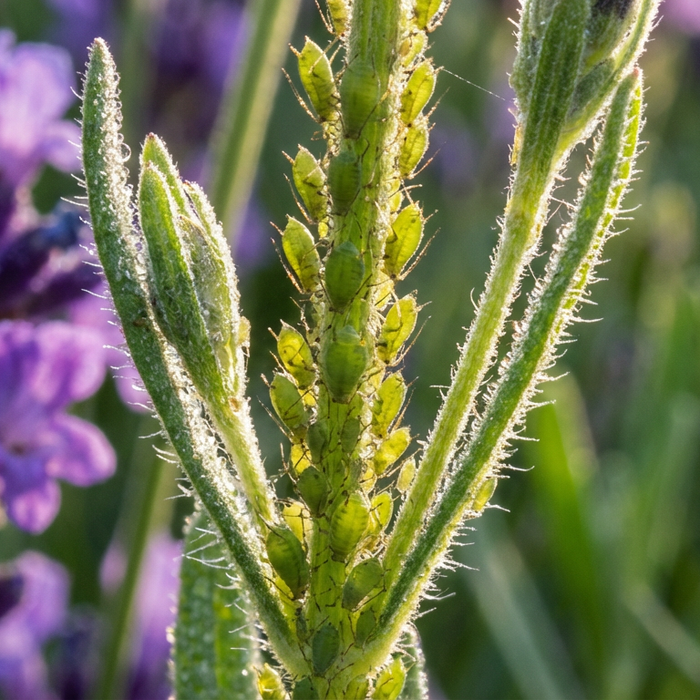 Blattläuse Lavendelöl: Natürliche Bekämpfung und Vorbeugung im Garten