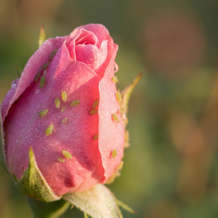 Blattläuse an Rosen: Effektive Bekämpfung und Vorbeugung für gesunde Blüten