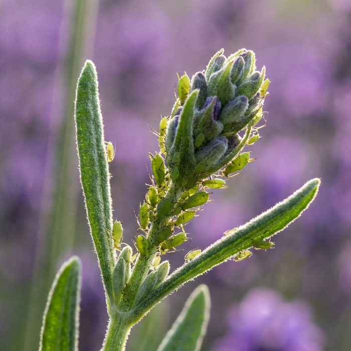 Blattläuse auf Lavendel: Effektive Bekämpfung und Vorbeugung