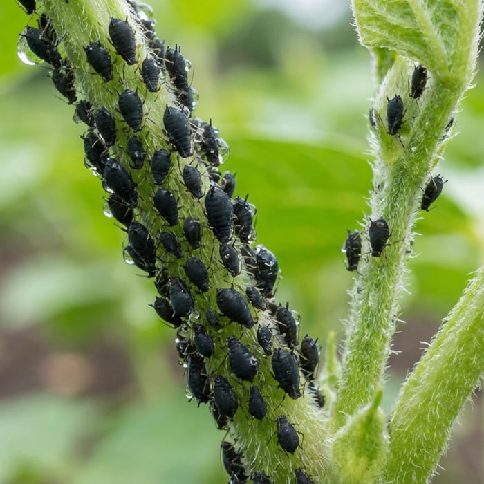 Sind schwarze Blattläuse schädlich? Gefahren und effektive Bekämpfung