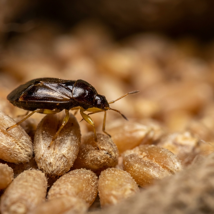 Vermehren sich Lagerpiraten? Alles über Zucht und Biologie von Xylocoris flavipes