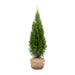 Thuja 'Smaragd' mit Wurzelballen im Jutetuch, freigestellt – schmal kegelförmiger, dichter Wuchs (KI-generierte Illustration)