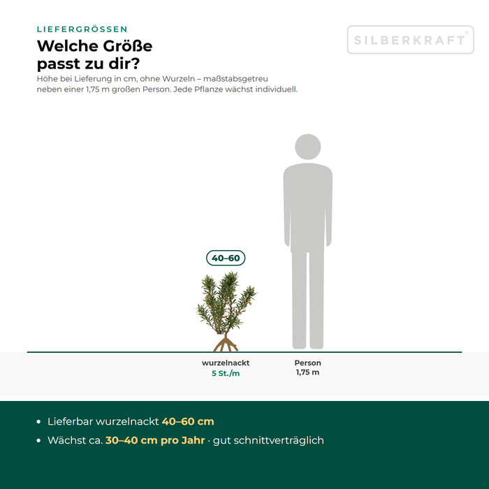 Liefergrößen Großblättrige Berberitze: wurzelnackt 40–60 cm – maßstabsgetreu neben einer 1,75 m großen Person