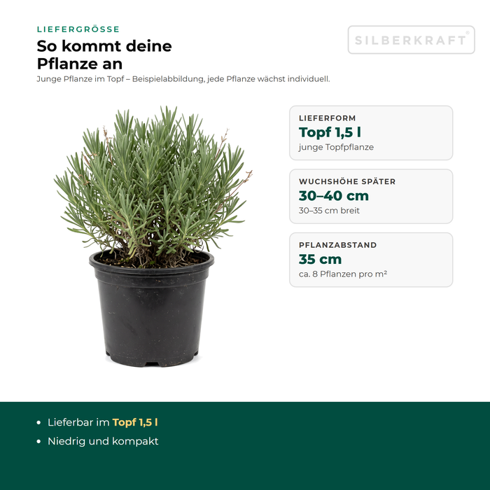 Liefergröße Lavendel 'Dwarf Blue': junge Pflanze im Topf 1,5 l, Pflanzabstand 35 cm