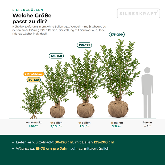 Liefergrößen Ovalblättriger Liguster: mit Ballen 125–200 cm, wurzelnackt 80–120 cm – maßstabsgetreu neben einer 1,75 m großen Person
