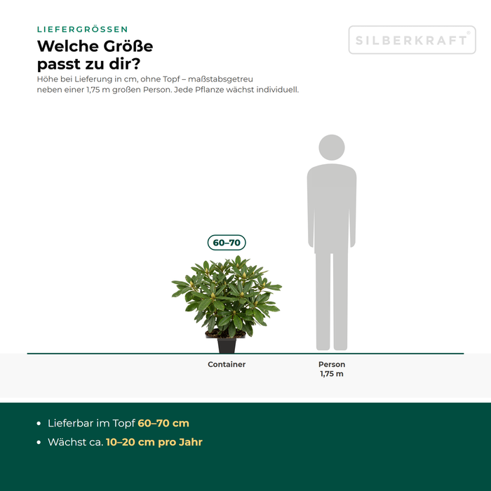 Liefergrößen Rhododendron 'Catawbiense Grandiflorum': im Topf 60–70 cm – maßstabsgetreu neben einer 1,75 m großen Person
