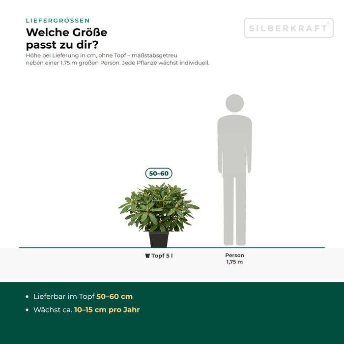 Liefergrößen Rhododendron 'Cunningham's White': im Topf 50–60 cm – maßstabsgetreu neben einer 1,75 m großen Person