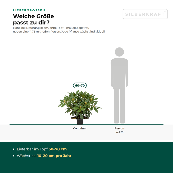 Liefergrößen Rhododendron 'Roseum Elegans': im Topf 60–70 cm – maßstabsgetreu neben einer 1,75 m großen Person