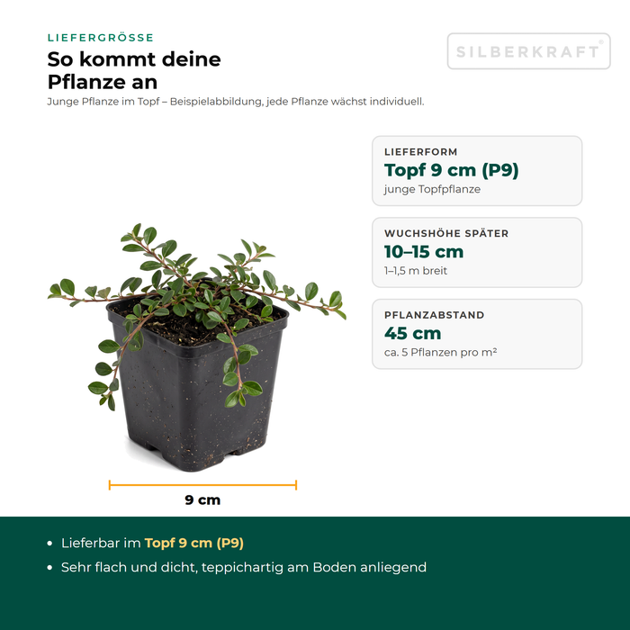 Liefergröße Teppich-Zwergmispel 'Queen of Carpets': junge Pflanze im Topf 9 cm (P9), Pflanzabstand 45 cm