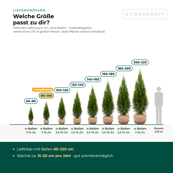 Liefergrößen Thuja 'Smaragd': mit Ballen 60–225 cm – maßstabsgetreu neben einer 1,75 m großen Person