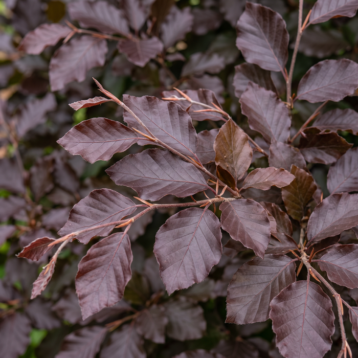 Nahaufnahme Blutbuche (Fagus sylvatica 'Purpurea'): Blätter und Triebe – KI-generierte Beispielabbildung