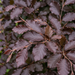 Nahaufnahme Blutbuche (Fagus sylvatica 'Purpurea'): Blätter und Triebe – KI-generierte Beispielabbildung