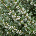 Nahaufnahme Duftblüte (Osmanthus × burkwoodii): kleine weiße Blüten und ledriges Laub – KI-generierte Beispielabbildung
