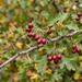 Nahaufnahme Eingriffeliger Weißdorn (Crataegus monogyna): gelappte Blätter, Dornen und rote Früchte im Herbst – KI-generierte Beispielabbildung