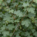 Nahaufnahme Feldahorn (Acer campestre): Blätter und Triebe – KI-generierte Beispielabbildung