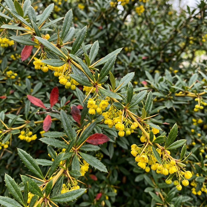 Nahaufnahme Großblättrige Berberitze (Berberis julianae): dornig gezähnte Blätter und gelbe Blüten – KI-generierte Beispielabbildung