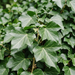 Nahaufnahme Großblättriger Efeu 'Hibernica' (Hedera hibernica (syn. Hedera helix 'Hibernica')): große, gelappte Blätter – KI-generierte Beispielabbildung