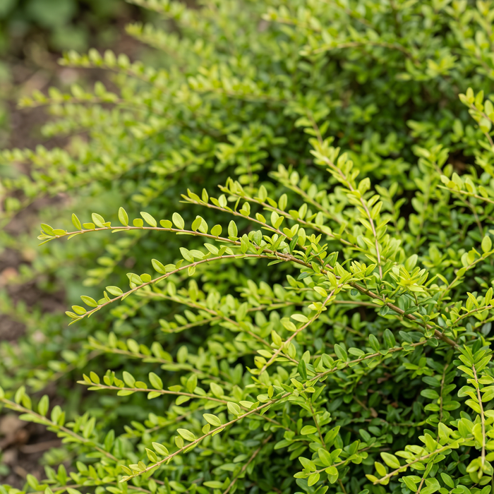 Nahaufnahme Heckenmyrte 'Maigrün' (Lonicera nitida 'Maigrün'): feine Triebe mit kleinen, frischgrünen Blättern – KI-generierte Beispielabbildung